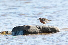 Red Knot