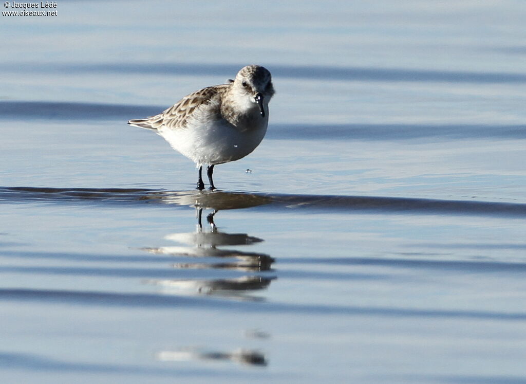 Little Stint