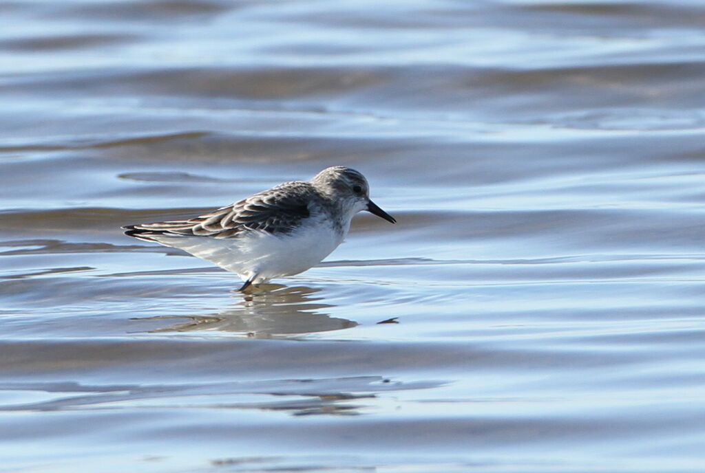 Little Stint