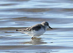 Little Stint