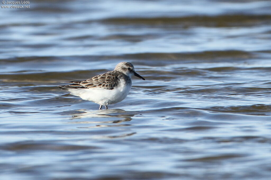 Little Stint