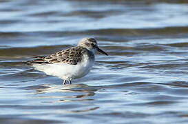 Little Stint