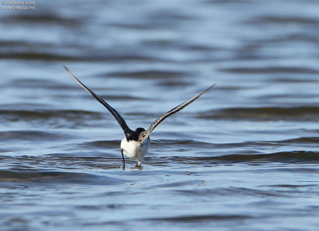 Little Stint