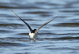 Little Stint