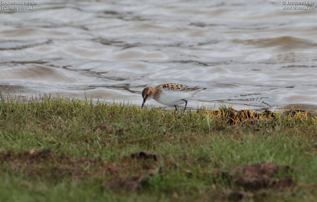 Little Stint