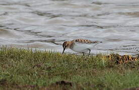 Little Stint