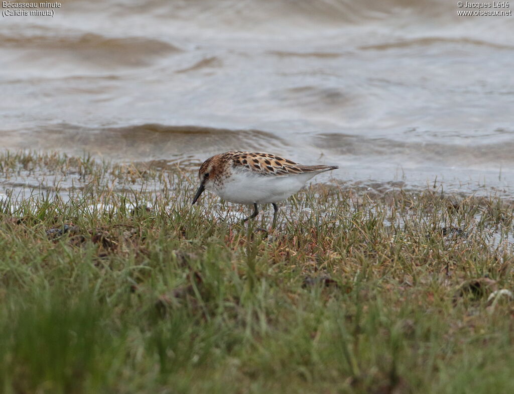 Little Stint