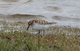 Little Stint