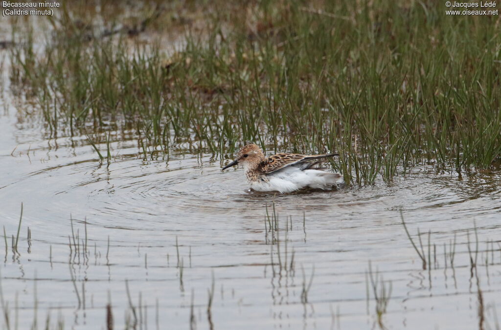 Little Stint