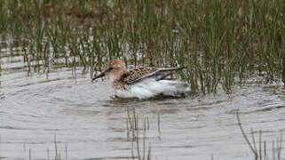 Little Stint