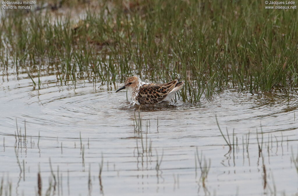 Little Stint