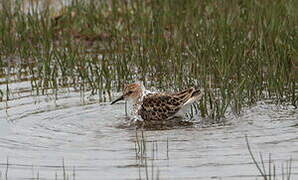 Little Stint