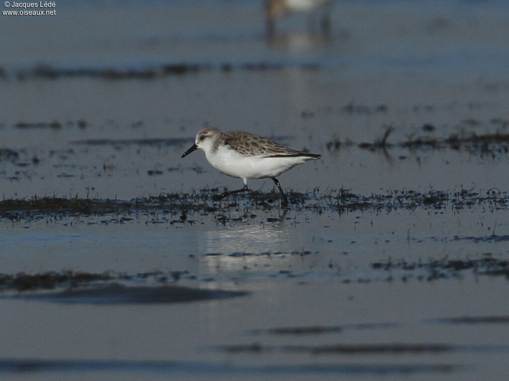 Bécasseau sanderling