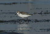 Bécasseau sanderling