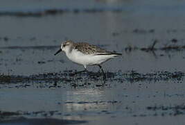 Sanderling