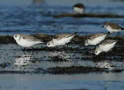 Bécasseau sanderling