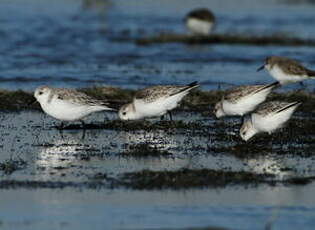 Bécasseau sanderling