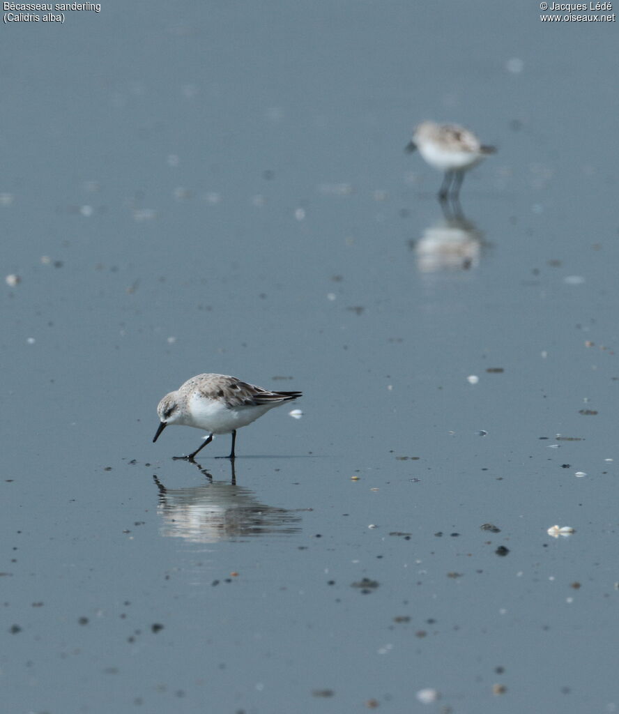 Sanderling