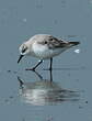 Bécasseau sanderling