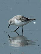 Sanderling