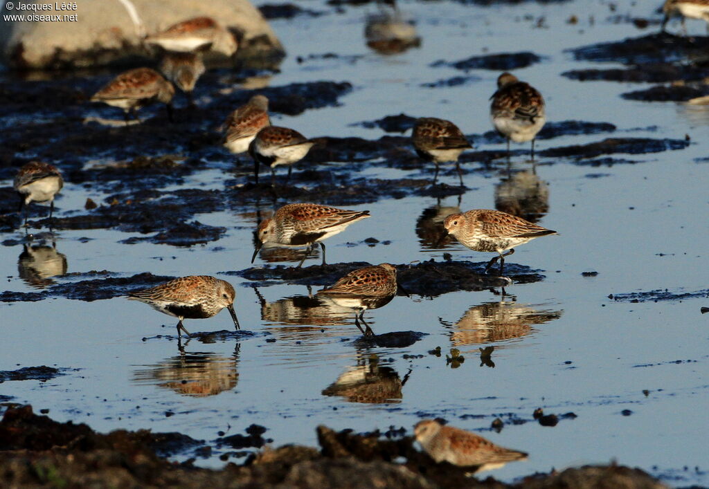 Bécasseau variable