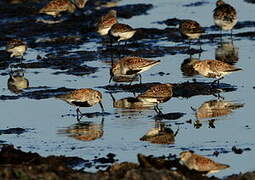 Dunlin