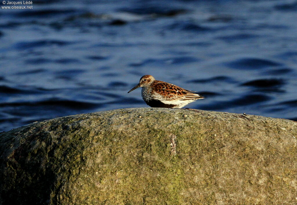 Bécasseau variable