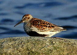 Dunlin