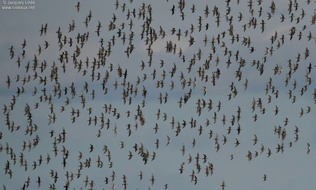 Dunlin