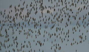 Dunlin