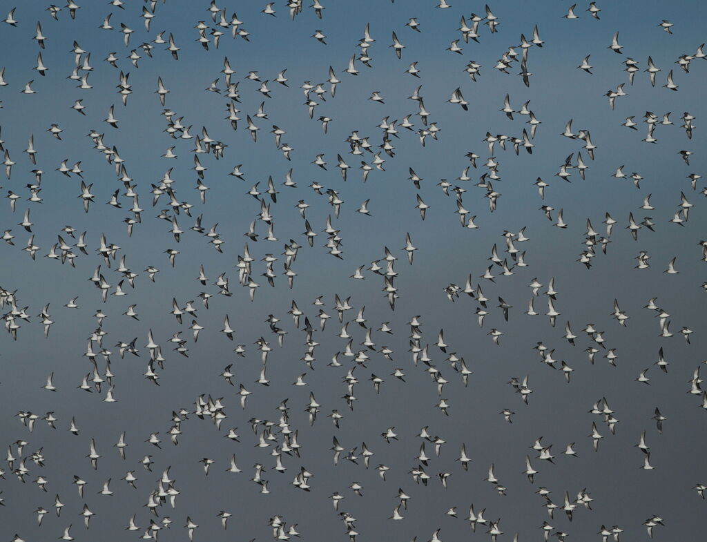 Dunlin