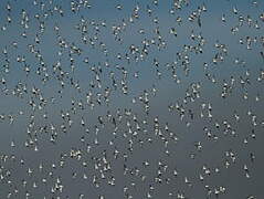 Dunlin