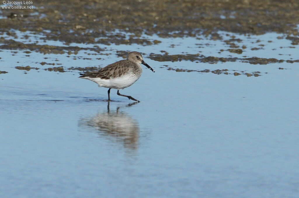 Bécasseau variable