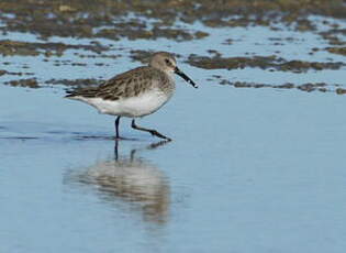 Bécasseau variable