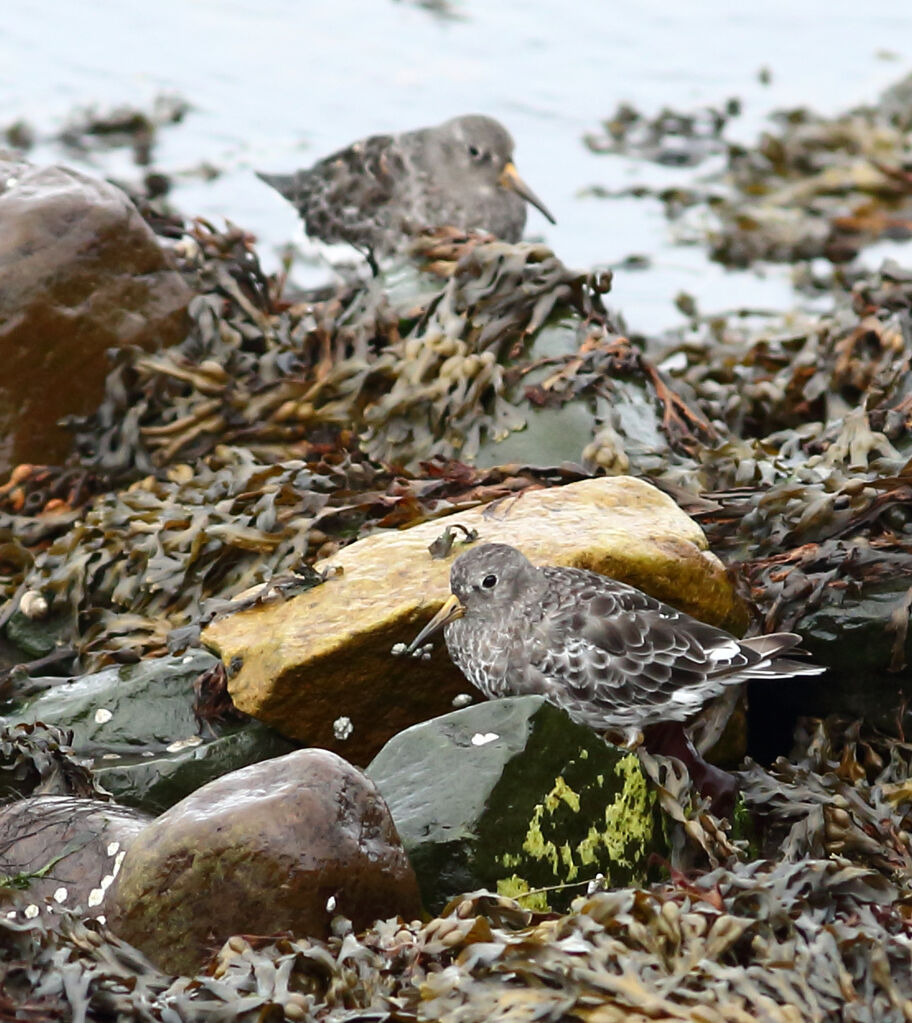 Purple Sandpiper