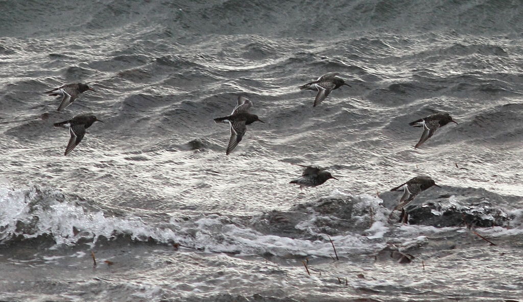 Purple Sandpiper