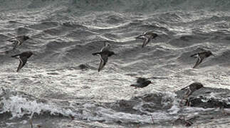 Purple Sandpiper