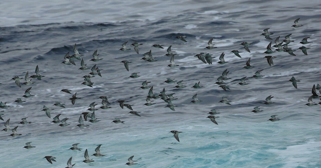 Purple Sandpiper