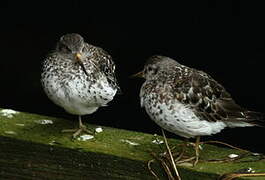 Purple Sandpiper