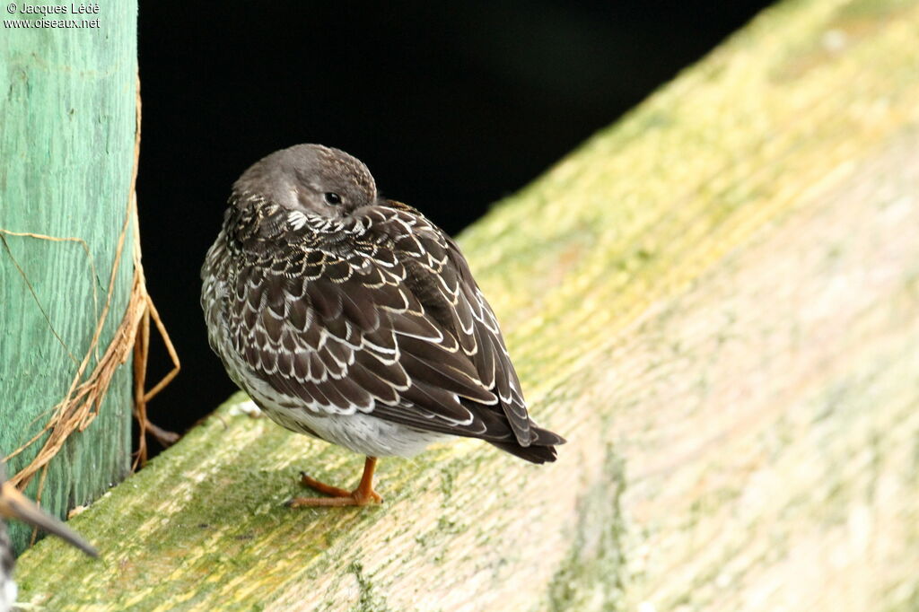 Purple Sandpiper