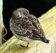 Purple Sandpiper