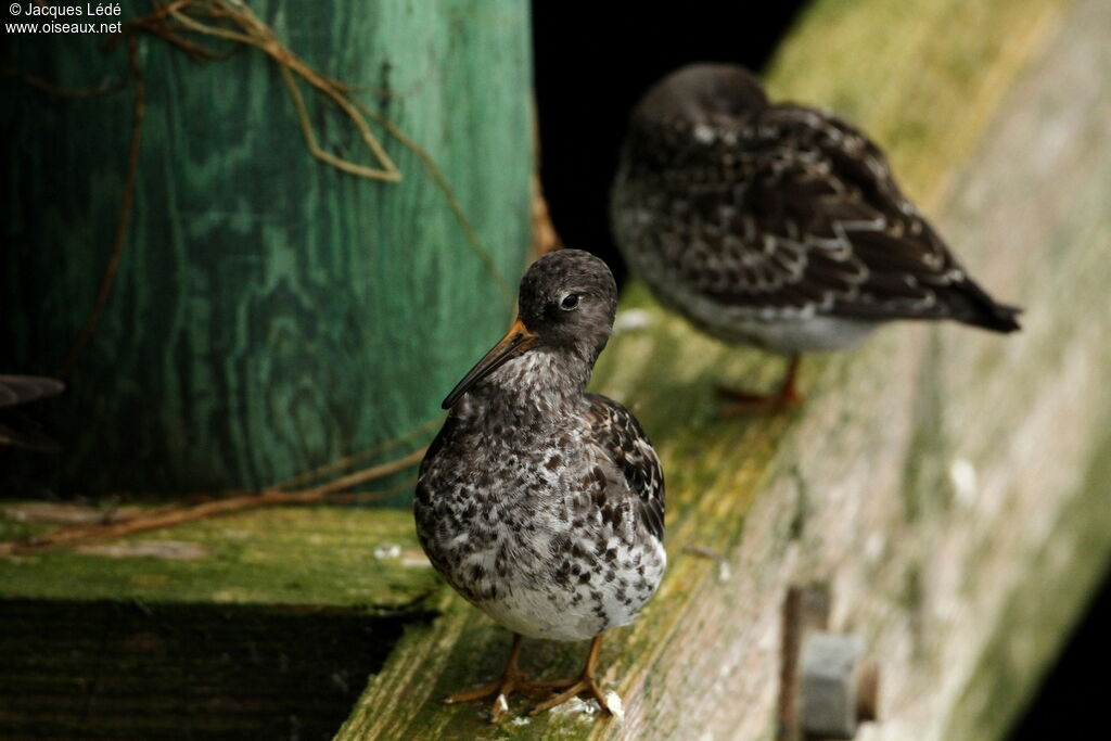 Purple Sandpiper