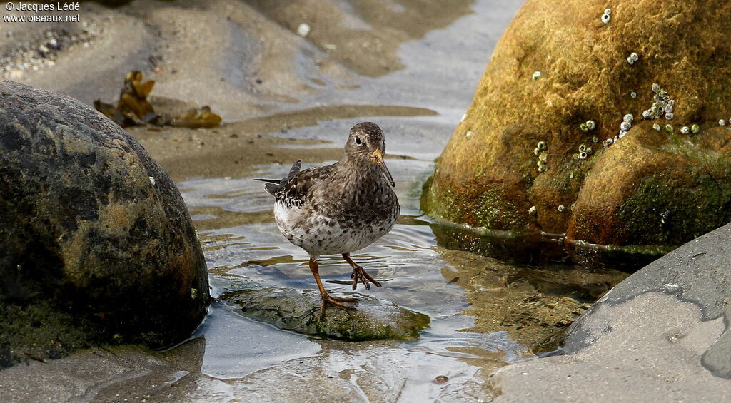 Purple Sandpiper