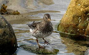 Purple Sandpiper