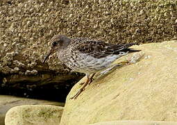 Purple Sandpiper