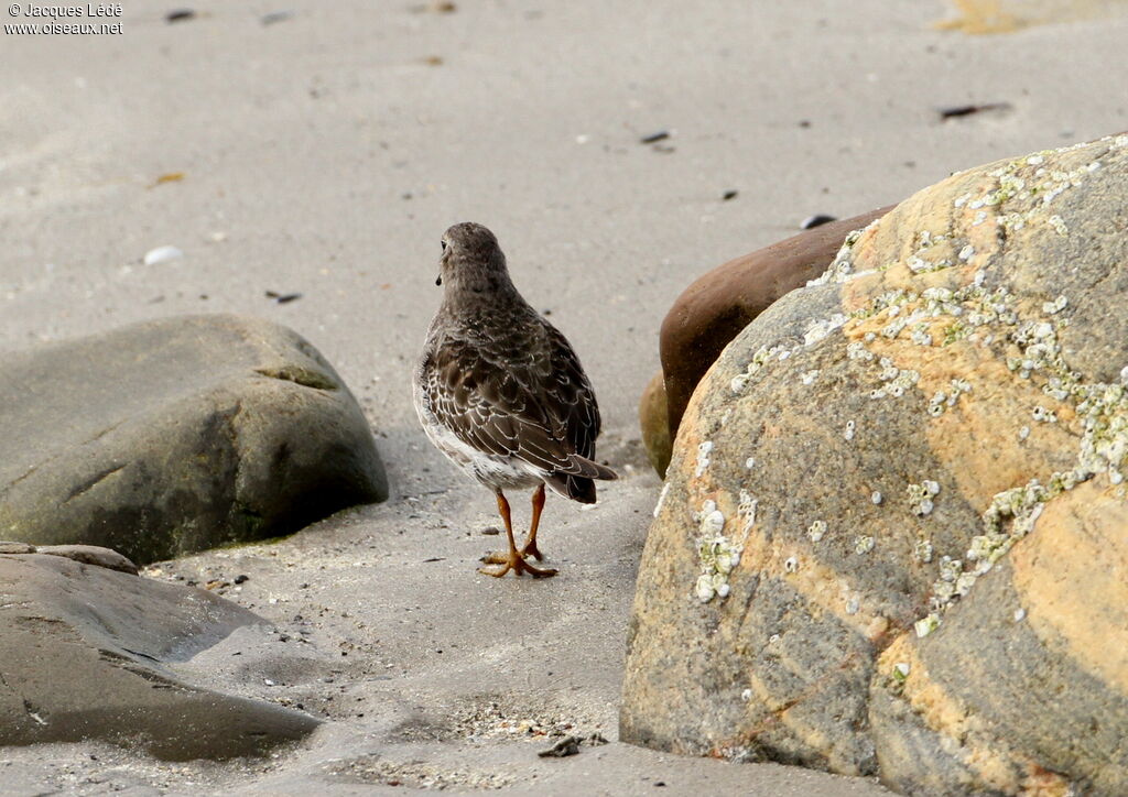 Purple Sandpiper