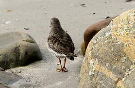 Purple Sandpiper