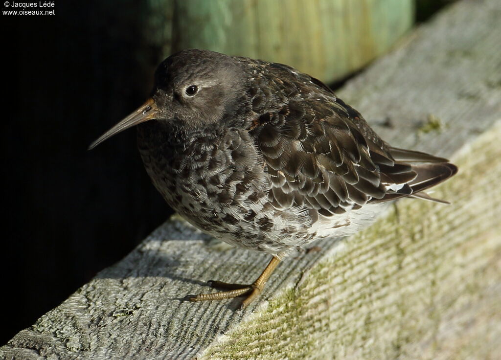 Purple Sandpiper