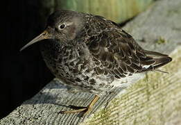 Purple Sandpiper