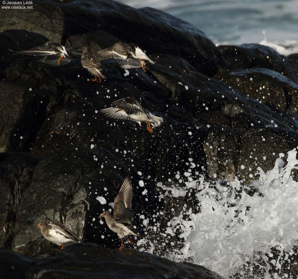 Purple Sandpiper